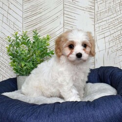 Giselle/Cavachon									Puppy/Female	/December 24th, 2025,Graceful, glamorous, and just a little bit dramatic (in the cutest way possible), Giselle has that classic Cavachon sweetness mixed with playful charm. She adores being the center of attention and carries herself like the princess of the living room. Expect soft curls, soulful eyes, and a heart that’s pure gold. She’s affectionate, eager to please, and always ready for her close-up.