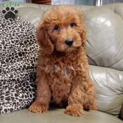 Kole/Mini Goldendoodle									Puppy/Male	/12 Weeks,Get ready for some puppy snuggles! My name is Kole and I’m the sweetest F1b mini goldendoodle! One look into my warm, loving eyes and at my super soft fluffy coat and I’ll be sure to have captured your heart already! I’m very happy, playful and very kid friendly and I would love to fill your home with all my puppy love!! I have a very sweet personality, and I love giving kisses. I stand out above the rest with my sweet, loving personality and my beautiful red coat and my cute puppy eyes! I will come to you vet checked and up to date on all vaccinations and dewormings . I come with a 1-year guarantee with the option of extending it to a 3-year guarantee and shipping is available! My mother is Jody, an F1 Goldendoodle weighing 35# and my father is Atlas, an AKC 16# mini Poodle and he is genetic tested! Both of my parents are very sweet and kid friendly which will make me the same!! I will grow to approx. 20-25# and I will be hypoallergenic and non shedding!!!… Why wait when you know I’m the one for you? Call or text Martha to make me the newest addition to your family and get ready to spend a lifetime of tail wagging fun with me! (7% sales tax on in home pickups)