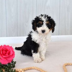 Mia/Mini Bernedoodle									Puppy/Female	/December 21st, 2025,Mia is a friendly F1B Miniature Bernedoodle puppy who loves to play and is available to a forever family. This beautiful girl comes home with a 30 day health guarantee and an extended genetic health guarantee, both provided by the breeders. Mia has been seen by a vet and is up to date on shots and de-wormer. This cutie-pie is socialized, family raised with children, and ready to meet you!
