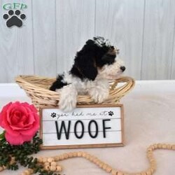 Mia/Mini Bernedoodle									Puppy/Female	/December 21st, 2025,Mia is a friendly F1B Miniature Bernedoodle puppy who loves to play and is available to a forever family. This beautiful girl comes home with a 30 day health guarantee and an extended genetic health guarantee, both provided by the breeders. Mia has been seen by a vet and is up to date on shots and de-wormer. This cutie-pie is socialized, family raised with children, and ready to meet you!