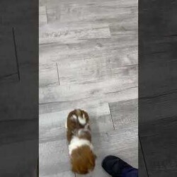 Jewel/Havanese									Puppy/Female	/9 Weeks,Hello there!  I’m Jewel a beautiful Havanese puppy! These puppies have a Mom that weighs around 11 pounds and Dad weighs around 12 pounds! Jewel is the perfect addition to any family. Don’t miss the opportunity to bring home this delightful Havanese puppy! I’m well socialized with children and ready to fit into your family! I would love to fill your home with all of my  puppy love! I have been vet checked, microchipped and I am up to date on vaccinations and dewormings and will come with a one year genetic health guarantee. Call or text anytime to make me the newest addition to your family and get ready to spend a lifetime of tail wagging fun!