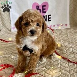 Grant/Toy Poodle									Puppy/Male	/11 Weeks,Meet Grant! These sweet AKC-registered Toy Poodle puppies are raised with lots of love and attention. They are microchipped and come from genetically tested parents, Rambo (4.5 lbs) and Brinley (8.5 lbs). Each puppy is vet checked, up to date on shots and wormer, and goes home with a 30-day health guarantee plus a 2-year genetic health guarantee. Raised around kids, they are well socialized, playful, and affectionate with great little temperaments. They’re truly wonderful pups looking for loving homes. Grant is 100 genetically clear and has an approximated adult weight of 6-8 lbs.