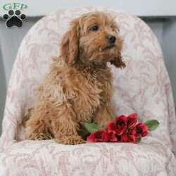 Joy/Cockapoo									Puppy/Female	/17 Weeks,Cuddly, playful and so incredibly friendly! These precious, adorable Cockapoo puppies are family raised with lots of TLC and are well socialized! Their soft curls, soulful eyes, and sweet personalities make them living and breathing teddy bears who are pretty much irresistible! Their shots and dewormer are UTD and they will come with a vet certificate from our veterinarian, along with a one year genetic health guarantee. These cuties are paper trained and are currently going out in the grass, which will help to make your house training so much easier! We believe in letting our puppies keep their natural tails so we do not dock them. Their mother, Fadella, is an 18lb. beautiful Buff colored Cocker Spaniel who is registered with AKC. Their charming Dad, Jeremy, is a 12 pound Mini Poodle who has a stunning red coat, and is also registered with AKC. Both parents enjoy life here on the premises and are available for you to see and meet! Our adorable Cockapoos are sure to steal your heart the moment you meet them. Please call today for more info! No text messages accepted. License number 16910.