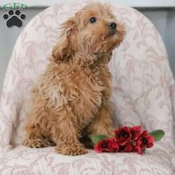 Joy/Cockapoo									Puppy/Female	/17 Weeks,Cuddly, playful and so incredibly friendly! These precious, adorable Cockapoo puppies are family raised with lots of TLC and are well socialized! Their soft curls, soulful eyes, and sweet personalities make them living and breathing teddy bears who are pretty much irresistible! Their shots and dewormer are UTD and they will come with a vet certificate from our veterinarian, along with a one year genetic health guarantee. These cuties are paper trained and are currently going out in the grass, which will help to make your house training so much easier! We believe in letting our puppies keep their natural tails so we do not dock them. Their mother, Fadella, is an 18lb. beautiful Buff colored Cocker Spaniel who is registered with AKC. Their charming Dad, Jeremy, is a 12 pound Mini Poodle who has a stunning red coat, and is also registered with AKC. Both parents enjoy life here on the premises and are available for you to see and meet! Our adorable Cockapoos are sure to steal your heart the moment you meet them. Please call today for more info! No text messages accepted. License number 16910.