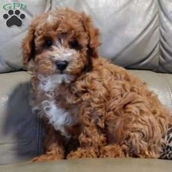 Lenny/Mini Goldendoodle									Puppy/Male	/12 Weeks,Looking for the perfect puppy to add sunshine to these chilly winter days? Look no further! My name is Lenny and I’m the sweetest F1b mini goldendoodle! One look into my warm, loving eyes and at my super soft fluffy coat and I’ll be sure to have captured your heart already! I’m very happy, playful and very kid friendly and I would love to fill your home with all my puppy love!! I have a very sweet personality, and I love giving kisses. I stand out above the rest with my sweet, loving personality and my beautiful red coat with white markings and my cute puppy eyes! I will come to you vet checked and up to date on all vaccinations and dewormings . I come with a 1-year guarantee with the option of extending it to a 3-year guarantee and shipping is available! My mother is Ellie, an F1 Goldendoodle weighing 23# and my father is Louie, a 12# mini Poodle and he is genetic tested! Both of my parents are very sweet and kid friendly which will make me the same!! I will grow to approx. 15-20# and I will be hypoallergenic and non shedding!!!… Why wait when you know I’m the one for you? Call or text Martha to make me the newest addition to your family and get ready to spend a lifetime of tail wagging fun with me! (7% sales tax on in home pickups)