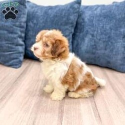 Jewel/Havanese									Puppy/Female	/9 Weeks,Hello there!  I’m Jewel a beautiful Havanese puppy! These puppies have a Mom that weighs around 11 pounds and Dad weighs around 12 pounds! Jewel is the perfect addition to any family. Don’t miss the opportunity to bring home this delightful Havanese puppy! I’m well socialized with children and ready to fit into your family! I would love to fill your home with all of my  puppy love! I have been vet checked, microchipped and I am up to date on vaccinations and dewormings and will come with a one year genetic health guarantee. Call or text anytime to make me the newest addition to your family and get ready to spend a lifetime of tail wagging fun!