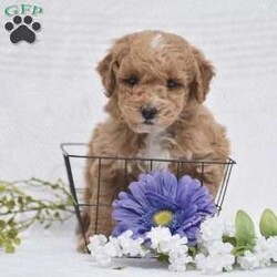 Chestnut/Mini Goldendoodle									Puppy/Male	/January 7th, 2026,Hello everyone we have an adorable litter of 4 Mini Goldendoodle puppies which are F1BB generation!! Mini Goldendoodles are a top quality breed and one of the number #1 family choice dog breeds! With there low shedding and hypoallergenic fur coat, fun playful ness and loving companionship your next furry friend is definitely one of these 4 sweet little ones. There mother is a Mini Goldendoodle 25lb and there father is a Mini Poodle 18lb and has been Genetic tested CLEAR!! Each puppy in this litter goes home with a 1 year health guarantee, custom info packet, vet records, shots & dewormer and family socialization started and so much more! Dont wait call now to reserve or schedule a in person visit! Thank you!