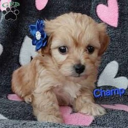 Champ/Toy Poodle Mix									Puppy/Male	/8 Weeks,Meet sweet lil Champ!! Family raised with love well socialized with children and adults caring heart who will always be there comforting you with lots of love! We have 3 children so our fur-babies get lots of attention/Snuggles!!!! If you want to meet, contact Susan to schedule a visit im a at home mom so im pretty available! You would get along vet certificate, microchip numbers, health records, warranty that’s good for up to 1 year and a lil baggy food!! 