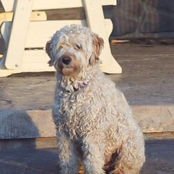 Buddy/Mini Goldendoodle									Puppy/Male	/December 21st, 2025,Say hello to a totally cute and lovable Mini Goldendoodle puppy named Buddy! He is friendly and playful. He has been raised in the house with regular playtime and socializing. His mother is on the premises for you to see and meet. He comes with a vet check, shots, dewormer and a health guarantee. If you think Buddy would make the perfect new bestie for you, call us now! We would love to answer any questions you may have! 