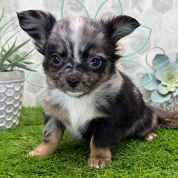 Adopt a dog:Donovan/Chihuahua/Female/January 7, 2026,Hi, I'm Donovan! I'm a 9-week-old male Chihuahua with a beautiful blue merle coat, born on January 7. I'll be ready to go home to my forever family after March 18, once I'm grown enough to leave my litter. When I reach my adult size, I should weigh between 6–8 lbs. I'm AKC registered. I can't wait to bring my big puppy heart and wagging tail into your home.