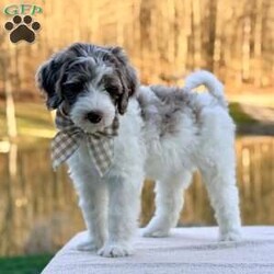 Praise/Bernedoodle									Puppy/Female	/9 Weeks,Meet Praise! She is a beautiful girl with a gorgeous chocolate Merle and white hair coat She is so sweet and playful. She can’t wait to meet you! 