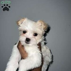 Cyrus/Yorkie									Puppy/Male	/12 Weeks,Cyrus is a handsome white and tan boy with lots of personality very playful and loving will definitely steal your heart out your chest and fill your home with warmth