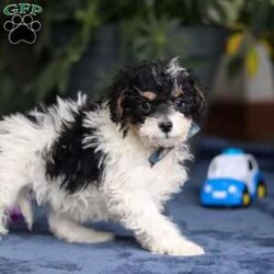 Ricky/Saint Berdoodle									Puppy/Male	/10 Weeks,Meet Ricky, a very cute F1B Miniature Saint Bernedoodle boy with the sweetest personality and the most irresistible fluffy coat! This handsome little guy is full of charm, curiosity, and playful energy, always ready to explore his surroundings or cuddle up right by your side. Ricky has a gentle, loving nature and a happy tail that never seems to stop wagging. He’s smart, affectionate, and eager to please, making him a wonderful companion for families of all ages. Whether he’s romping around during playtime or snuggling in for a cozy nap, Ricky is sure to fill your home with laughter, love, and puppy kisses.