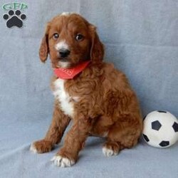 Leo (medium)/Goldendoodle									Puppy/Male	/10 Weeks,Prepare to fall in love!! Look no further! My name is Leo and I’m the sweetest F1b medium sized goldendoodle! One look into my warm, loving eyes and at my super soft fluffy coat and I’ll be sure to have captured your heart already! I’m very happy, playful and very kid friendly and I would love to fill your home with all my puppy love!! I have a very sweet personality, and I love giving kisses. I stand out above the rest with my sweet, loving personality and my beautiful red coat with white markings and my cute puppy eyes! I will come to you vet checked and up to date on all vaccinations and dewormings . I come with a 1-year guarantee with the option of extending it to a 3-year guarantee and shipping is available! My mother is Lulu, our sweet 47# F1 Goldendoodle and my father is Benji, a 30# red Poodle with a great personality and he is genetic tested! Both of my parents are very sweet and kid friendly which will make me the same!! I will grow to approx. 35-40# and I will be hypoallergenic and non shedding!!!… Why wait when you know I’m the one for you? Call or text Martha to make me the newest addition to your family and get ready to spend a lifetime of tail wagging fun with me! (7% sales tax on in home pickups)