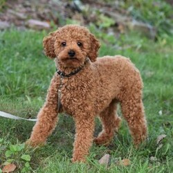 Wyola/Cavapoo									Puppy/Female	/8 Weeks,To contact the breeder about this puppy, click on the “View Breeder Info” tab above.