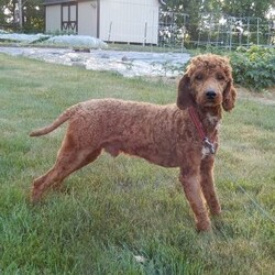 Leo (medium)/Goldendoodle									Puppy/Male	/10 Weeks,Prepare to fall in love!! Look no further! My name is Leo and I’m the sweetest F1b medium sized goldendoodle! One look into my warm, loving eyes and at my super soft fluffy coat and I’ll be sure to have captured your heart already! I’m very happy, playful and very kid friendly and I would love to fill your home with all my puppy love!! I have a very sweet personality, and I love giving kisses. I stand out above the rest with my sweet, loving personality and my beautiful red coat with white markings and my cute puppy eyes! I will come to you vet checked and up to date on all vaccinations and dewormings . I come with a 1-year guarantee with the option of extending it to a 3-year guarantee and shipping is available! My mother is Lulu, our sweet 47# F1 Goldendoodle and my father is Benji, a 30# red Poodle with a great personality and he is genetic tested! Both of my parents are very sweet and kid friendly which will make me the same!! I will grow to approx. 35-40# and I will be hypoallergenic and non shedding!!!… Why wait when you know I’m the one for you? Call or text Martha to make me the newest addition to your family and get ready to spend a lifetime of tail wagging fun with me! (7% sales tax on in home pickups)