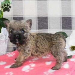 Yvonne/Cairn Terrier									Puppy/Female	/January 19th, 2026,Meet Yvonne! A playful,  active ball of fun! She is the smallest of the litter, but don’t let that fool you,  she can handle her own end just fine! She loves to explore and play.  Se has plenty of energy for lots of fun times!  She is up to date with shots and wormer, she is vet checked and is in excellent health.  She comes with ACA registration papers,  a small bag of her current food and a scent blankie to help smooth the transition to a new home. 