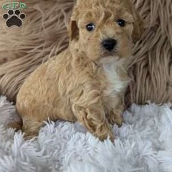 Sally/Bich-Poo									Puppy/Female	/6 Weeks,Hi meet Sally! I am a happy puppy. Looking for a loving home and someone to take my puppy Kisses ! My mom Bailey weighs around 12 lb and Daddy Sarge weighs around 14 lb. They are both happy and healthy! If you would love to snuggle with me, please give Rebecca a call or text and she would love to chat with you! 