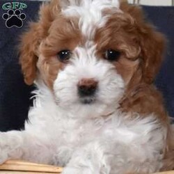 Max/Maltipoo									Puppy/Male	/8 Weeks,Meet your new BFF, Max! This super cute Maltipoo puppy is vet checked & up to date on shots & wormer, plus comes with a health guarantee provided by the breeder! Max is well socialized & currently being family raised with children!