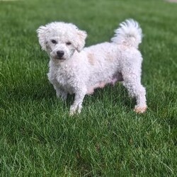 Sally/Bich-Poo									Puppy/Female	/6 Weeks,Hi meet Sally! I am a happy puppy. Looking for a loving home and someone to take my puppy Kisses ! My mom Bailey weighs around 12 lb and Daddy Sarge weighs around 14 lb. They are both happy and healthy! If you would love to snuggle with me, please give Rebecca a call or text and she would love to chat with you! 