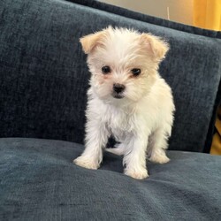 Cyrus/Yorkie									Puppy/Male	/12 Weeks,Cyrus is a handsome white and tan boy with lots of personality very playful and loving will definitely steal your heart out your chest and fill your home with warmth