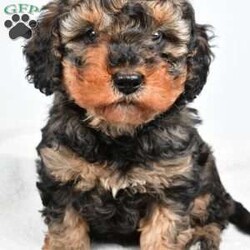 Willow/Cavapoo									Puppy/Female	/December 27th, 2025,Meet Willow, our precious Cavapoo puppy with a heart as sweet as can be Willow has inherited her mama’s loving personality and gentle spirit. She is incredibly sweet-natured, always ready to snuggle up close and soak in all the cuddles and attention she can get. If you’re looking for a little companion who will happily curl up in your lap and follow you around with adoring eyes, Willow is your girl. She has a soft, affectionate temperament that makes her a wonderful fit for families, couples, or anyone wanting a loyal little best friend. Willow thrives on love and connection, and she gives it right back with her warm, cuddly personality. This darling Cavapoo is ready to find her forever home where she can continue spreading joy, snuggles, and unconditional love every single day.