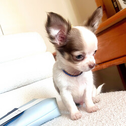 Adopt a dog:Gian/Chihuahua/Female/December 12, 2025,Hi, I'm Gian! I'm a 12-week-old male Chihuahua with a beautiful chocolate sabled fawn coat, born on December 12. I am ready now to plan my trip to my forever family. Once I reach my adult size, I'm expected to weigh between 3–4 lbs. I'm APR registered. I'm looking forward to being your forever source of cuddles and joy.