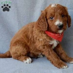Leo (medium)/Goldendoodle									Puppy/Male	/10 Weeks,Prepare to fall in love!! Look no further! My name is Leo and I’m the sweetest F1b medium sized goldendoodle! One look into my warm, loving eyes and at my super soft fluffy coat and I’ll be sure to have captured your heart already! I’m very happy, playful and very kid friendly and I would love to fill your home with all my puppy love!! I have a very sweet personality, and I love giving kisses. I stand out above the rest with my sweet, loving personality and my beautiful red coat with white markings and my cute puppy eyes! I will come to you vet checked and up to date on all vaccinations and dewormings . I come with a 1-year guarantee with the option of extending it to a 3-year guarantee and shipping is available! My mother is Lulu, our sweet 47# F1 Goldendoodle and my father is Benji, a 30# red Poodle with a great personality and he is genetic tested! Both of my parents are very sweet and kid friendly which will make me the same!! I will grow to approx. 35-40# and I will be hypoallergenic and non shedding!!!… Why wait when you know I’m the one for you? Call or text Martha to make me the newest addition to your family and get ready to spend a lifetime of tail wagging fun with me! (7% sales tax on in home pickups)
