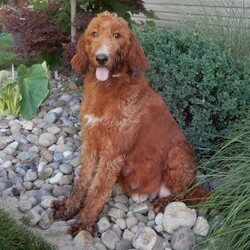 Leo (medium)/Goldendoodle									Puppy/Male	/10 Weeks,Prepare to fall in love!! Look no further! My name is Leo and I’m the sweetest F1b medium sized goldendoodle! One look into my warm, loving eyes and at my super soft fluffy coat and I’ll be sure to have captured your heart already! I’m very happy, playful and very kid friendly and I would love to fill your home with all my puppy love!! I have a very sweet personality, and I love giving kisses. I stand out above the rest with my sweet, loving personality and my beautiful red coat with white markings and my cute puppy eyes! I will come to you vet checked and up to date on all vaccinations and dewormings . I come with a 1-year guarantee with the option of extending it to a 3-year guarantee and shipping is available! My mother is Lulu, our sweet 47# F1 Goldendoodle and my father is Benji, a 30# red Poodle with a great personality and he is genetic tested! Both of my parents are very sweet and kid friendly which will make me the same!! I will grow to approx. 35-40# and I will be hypoallergenic and non shedding!!!… Why wait when you know I’m the one for you? Call or text Martha to make me the newest addition to your family and get ready to spend a lifetime of tail wagging fun with me! (7% sales tax on in home pickups)