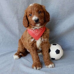Leo (medium)/Goldendoodle									Puppy/Male	/10 Weeks,Prepare to fall in love!! Look no further! My name is Leo and I’m the sweetest F1b medium sized goldendoodle! One look into my warm, loving eyes and at my super soft fluffy coat and I’ll be sure to have captured your heart already! I’m very happy, playful and very kid friendly and I would love to fill your home with all my puppy love!! I have a very sweet personality, and I love giving kisses. I stand out above the rest with my sweet, loving personality and my beautiful red coat with white markings and my cute puppy eyes! I will come to you vet checked and up to date on all vaccinations and dewormings . I come with a 1-year guarantee with the option of extending it to a 3-year guarantee and shipping is available! My mother is Lulu, our sweet 47# F1 Goldendoodle and my father is Benji, a 30# red Poodle with a great personality and he is genetic tested! Both of my parents are very sweet and kid friendly which will make me the same!! I will grow to approx. 35-40# and I will be hypoallergenic and non shedding!!!… Why wait when you know I’m the one for you? Call or text Martha to make me the newest addition to your family and get ready to spend a lifetime of tail wagging fun with me! (7% sales tax on in home pickups)