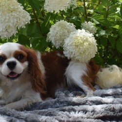 Champ/Cavapoo									Puppy/Male	/7 Weeks,Hi meet Champ! I am a happy healthy puppy looking for someone to give me lots of puppy kisses and play with me !! My parents are friendly and love attention, momma Luna is a miniature poodle weighing around 14 pounds daddy Lincoln is a cavalier . Any questions feel free to call Rebecca and she would love to chat with you!!