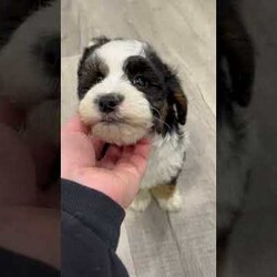 Jessabelle/Mini Sheepadoodle									Puppy/Female	/8 Weeks,Meet Jessabelle! This sweet and adorable F1B Mini Sheepadoodle is looking for a forever family!