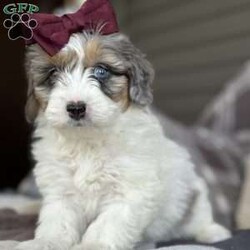 Dot/Mini Bernedoodle									Puppy/Female	/7 Weeks,Meet Dot! These beautiful babies are being well loved and pre spoiled, waiting for their forever home. We are guessing they will be under 30lbs full grown and will make a great addition to any home. They will be up to date on dewormer and puppy vaccinations and vet appointments. They will come microchipped with a tag and all of their up to date paperwork and current dog food in a goody bag to take home. We require a deposit via venmo to hold your puppy. You can come pick your puppy up at our office or we are able to ship for a seperate fee! Reach out via text, call, or email! 