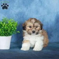 Van/Teddy Bear									Puppy/Male	/12 Weeks,To contact the breeder about this puppy, click on the “View Breeder Info” tab above.