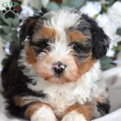 Pebbles/Mini Bernedoodle									Puppy/Female	/10 Weeks,Meet Pebbles! This super cute Mini Bernedoodle puppy is vet checked & up to date on shots & wormer, plus comes with a health guarantee provided by the breeder! Pebbles is well socialized & currently being family raised with children!