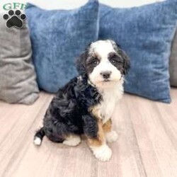 Jessabelle/Mini Sheepadoodle									Puppy/Female	/8 Weeks,Meet Jessabelle! This sweet and adorable F1B Mini Sheepadoodle is looking for a forever family!