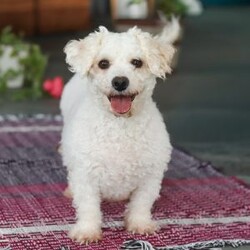 Charlie/Bichon Frise									Puppy/Male	/7 Weeks,Charlie is an absolutely adorable AKC Bichon Frise puppy with a heart as soft as his fluffy white curls. This sweet little guy has the brightest, most curious eyes and a playful spirit that makes everyone fall in love with him instantly. Whether he’s prancing around on his tiny paws, snuggling up for cozy cuddles, or showing off his gentle, loving personality, Charlie brings pure joy wherever he goes. He’s the perfect blend of elegance and playful mischief—an irresistibly cute companion who’s sure to become someone’s very best friend.