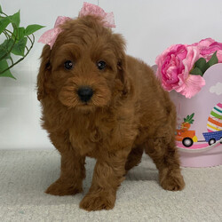 Adopt a dog:Ruthie/Goldendoodle/Female/February 2, 2026,Hi, I'm Ruthie! I'm a 7-week-old female Goldendoodle. My dad is a Poodle and my mom is a Goldendoodle. I have a beautiful red coat, and I was born on February 2. I'll be ready to go home to my forever family after March 30, once I'm grown enough to leave my litter. I'm excited to be your loyal companion and cuddle buddy.