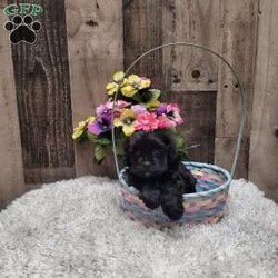 Midnight/Shih-Poo									Puppy/Female	/6 Weeks,Meet Midnight she is a real sweetheart and loves to give kisses. She is vet checked and up to date with vaccinations and dewormer. Call or message today to make her forever yours! License #4185 