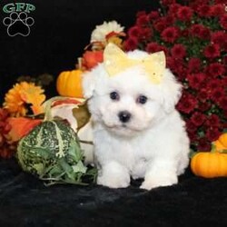 Jan/Bichon Frise									Puppy/Female	/34 Weeks,To contact the breeder about this puppy, click on the “View Breeder Info” tab above.