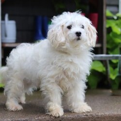 Ace/Maltipoo									Puppy/Male	/10 Weeks,Hi, I’m Ace— a darling little Maltipoo with a heart full of love and a playful sparkle in my eyes! My soft, fluffy coat and happy little wiggle make it hard not to smile when you see me. I love playing with my toys, exploring new places, and curling up for cozy snuggles when it’s time to rest. Whether I’m bouncing around or nestled in your arms, I’m always ready to fill your days with joy, laughter, and sweet puppy kisses!