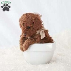 Maverick/Toy Poodle									Puppy/Male	/February 8th, 2026,Meet Maverick! An adorable Easter puppy! Pictures are cute, but they don’t do justice! He is a playful cuddly ball of fur with a gorgeous deep red coat. He has a fun loving personality that makes him a very playful puppy. He is being well taken care of in our house till he can find his new family. His mom is around 9 pounds, and his dad 5 pounds. He will come to you fully vaccinated and dewormed. He will also be microchipped! I send a bag of puppy food he’s currently on as well as a folder of papers along home with you. I aim to make the adoption process as smooth as possible for you, and if you have any questions don’t hesitate to reach out to me!