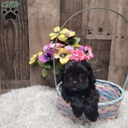 Midnight/Shih-Poo									Puppy/Female	/6 Weeks,Meet Midnight she is a real sweetheart and loves to give kisses. She is vet checked and up to date with vaccinations and dewormer. Call or message today to make her forever yours! License #4185 