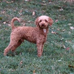 Emmett/Cockapoo									Puppy/Male	/7 Weeks,Introducing an adorable F1 Cockapoo named Emmett! This boy is the definition of sweet and lovable—always ready to greet people with tail wags and snuggles. He has a playful side too, especially when there’s a toy involved or a new spot to explore. With his soft, wavy coat and warm eyes, he knows exactly how to melt hearts. Whether it’s joining in on adventures or curling up for a cozy nap, this little one may just be the perfect little sidekick for your family!