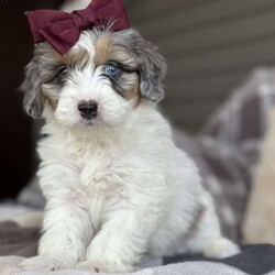 Dot/Mini Bernedoodle									Puppy/Female	/7 Weeks,Meet Dot! These beautiful babies are being well loved and pre spoiled, waiting for their forever home. We are guessing they will be under 30lbs full grown and will make a great addition to any home. They will be up to date on dewormer and puppy vaccinations and vet appointments. They will come microchipped with a tag and all of their up to date paperwork and current dog food in a goody bag to take home. We require a deposit via venmo to hold your puppy. You can come pick your puppy up at our office or we are able to ship for a seperate fee! Reach out via text, call, or email! 