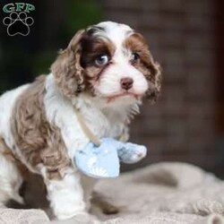 Emmett/Cockapoo									Puppy/Male	/7 Weeks,Introducing an adorable F1 Cockapoo named Emmett! This boy is the definition of sweet and lovable—always ready to greet people with tail wags and snuggles. He has a playful side too, especially when there’s a toy involved or a new spot to explore. With his soft, wavy coat and warm eyes, he knows exactly how to melt hearts. Whether it’s joining in on adventures or curling up for a cozy nap, this little one may just be the perfect little sidekick for your family!