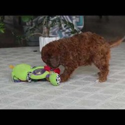 Olivia/Cavapoo									Puppy/Female	/8 Weeks,Hi I’m Olivia, a very cute Cavapoo puppy with a sweet personality and a heart full of love! I have a soft, fluffy coat and bright, expressive eyes that make me impossible to resist. I’m playful, curious, and love exploring my surroundings. I enjoy spending time with people, playing with toys, and getting lots of cuddles and attention. With my gentle nature and loving personality, I will make a wonderful companion and bring so much joy to my new family.