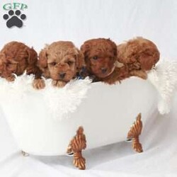 Maverick/Toy Poodle									Puppy/Male	/February 8th, 2026,Meet Maverick! An adorable Easter puppy! Pictures are cute, but they don’t do justice! He is a playful cuddly ball of fur with a gorgeous deep red coat. He has a fun loving personality that makes him a very playful puppy. He is being well taken care of in our house till he can find his new family. His mom is around 9 pounds, and his dad 5 pounds. He will come to you fully vaccinated and dewormed. He will also be microchipped! I send a bag of puppy food he’s currently on as well as a folder of papers along home with you. I aim to make the adoption process as smooth as possible for you, and if you have any questions don’t hesitate to reach out to me!