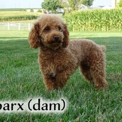 Maverick/Toy Poodle									Puppy/Male	/February 8th, 2026,Meet Maverick! An adorable Easter puppy! Pictures are cute, but they don’t do justice! He is a playful cuddly ball of fur with a gorgeous deep red coat. He has a fun loving personality that makes him a very playful puppy. He is being well taken care of in our house till he can find his new family. His mom is around 9 pounds, and his dad 5 pounds. He will come to you fully vaccinated and dewormed. He will also be microchipped! I send a bag of puppy food he’s currently on as well as a folder of papers along home with you. I aim to make the adoption process as smooth as possible for you, and if you have any questions don’t hesitate to reach out to me!