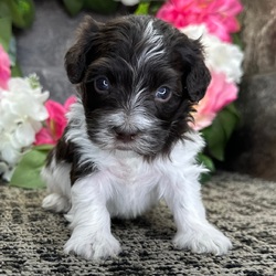 Dorian/Havanese/Female/February 13, 2026